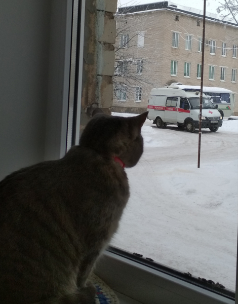 Кошки в нашей жизни. Кошки и все, что с ними связано.