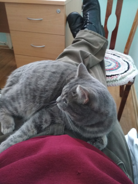 Кошки в нашей жизни. Кошки и все, что с ними связано.