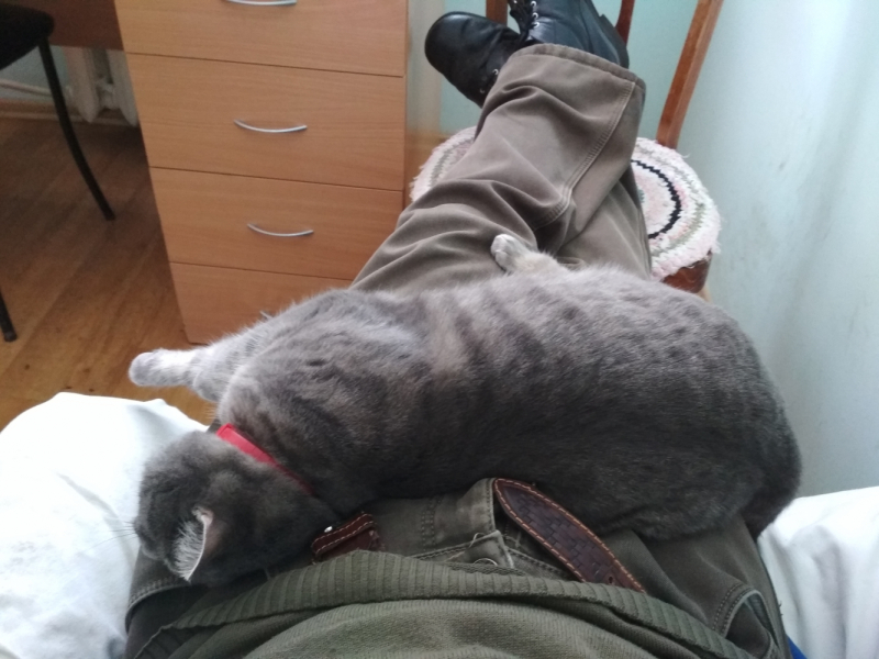 Кошки в нашей жизни. Кошки и все, что с ними связано.