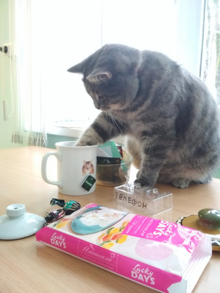 Кошки в нашей жизни. Кошки и все, что с ними связано.