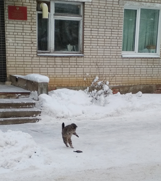 Кошки в нашей жизни. Кошки и все, что с ними связано.