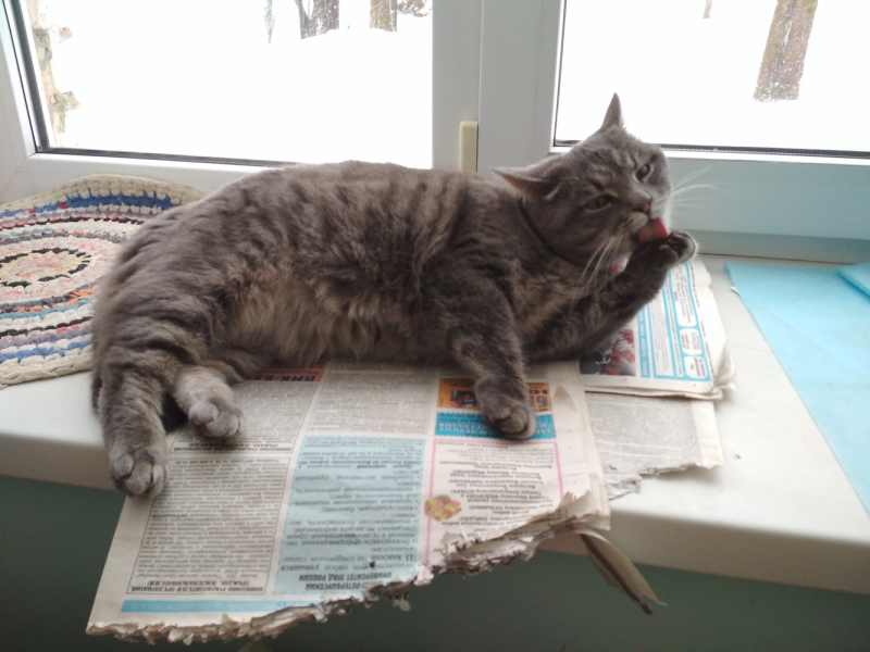 Кошки в нашей жизни. Кошки и все, что с ними связано.