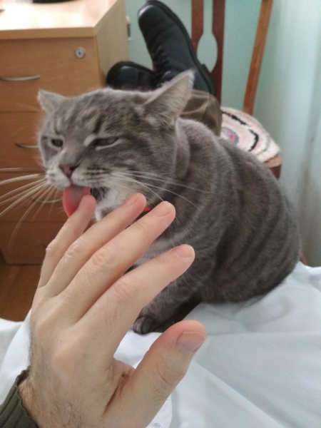 Кошки в нашей жизни. Кошки и все, что с ними связано.