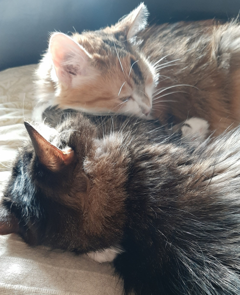 Кошки в нашей жизни. Кошки и все, что с ними связано.