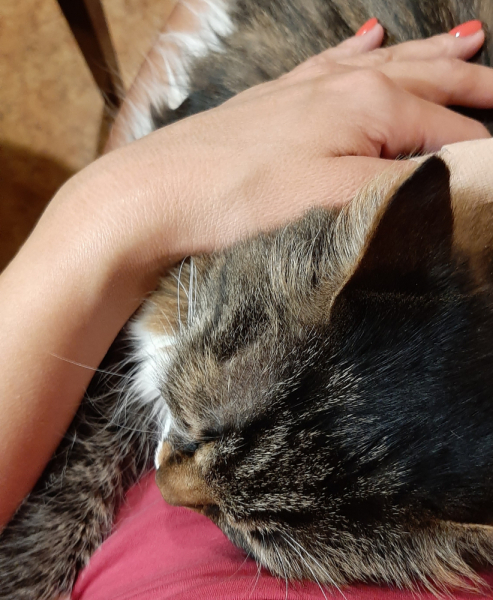 Кошки в нашей жизни. Кошки и все, что с ними связано.