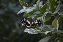 Филиппинский трип