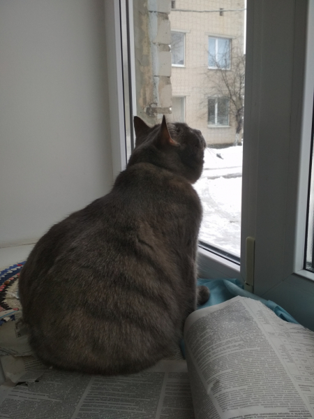 Кошки в нашей жизни. Кошки и все, что с ними связано.