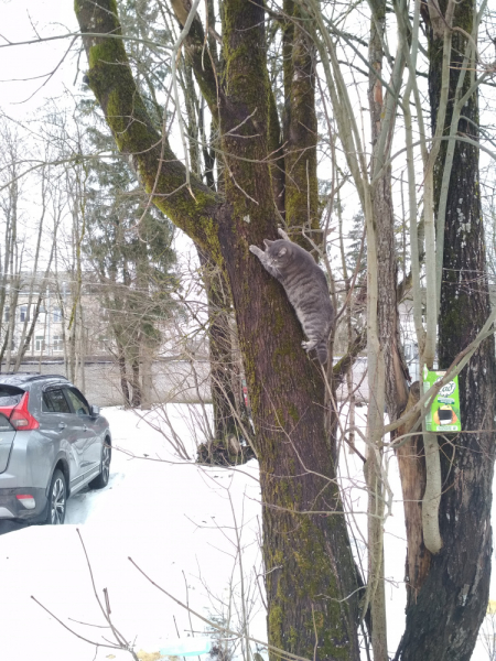 Кошки в нашей жизни. Кошки и все, что с ними связано.