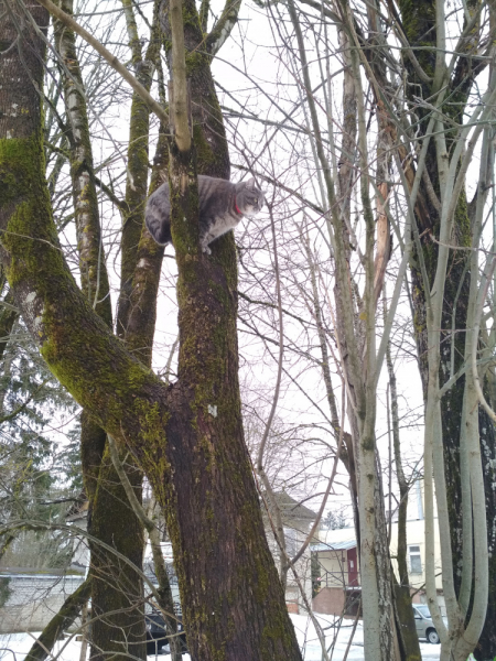 Кошки в нашей жизни. Кошки и все, что с ними связано.