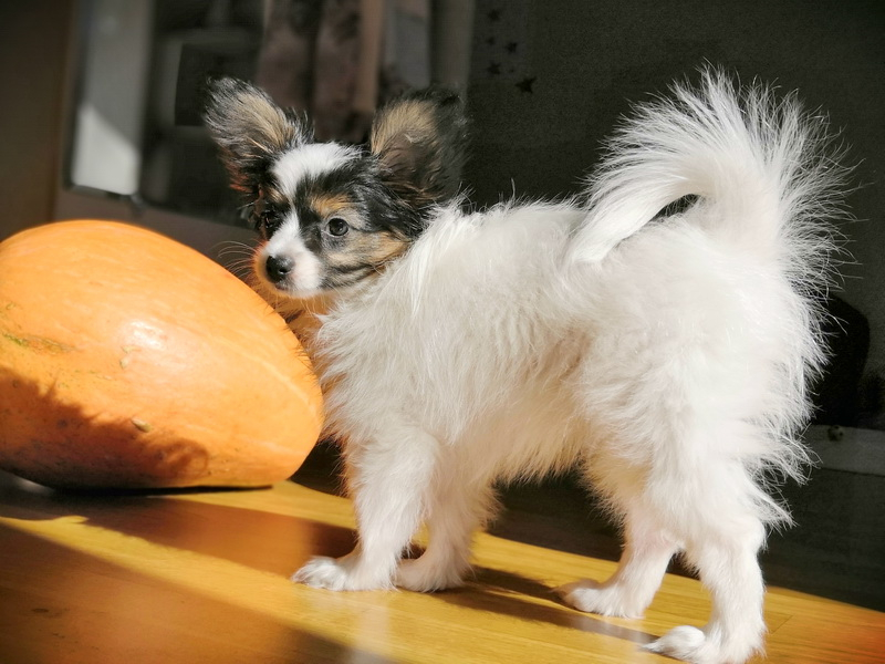 Кошки в нашей жизни. Кошки и все, что с ними связано.