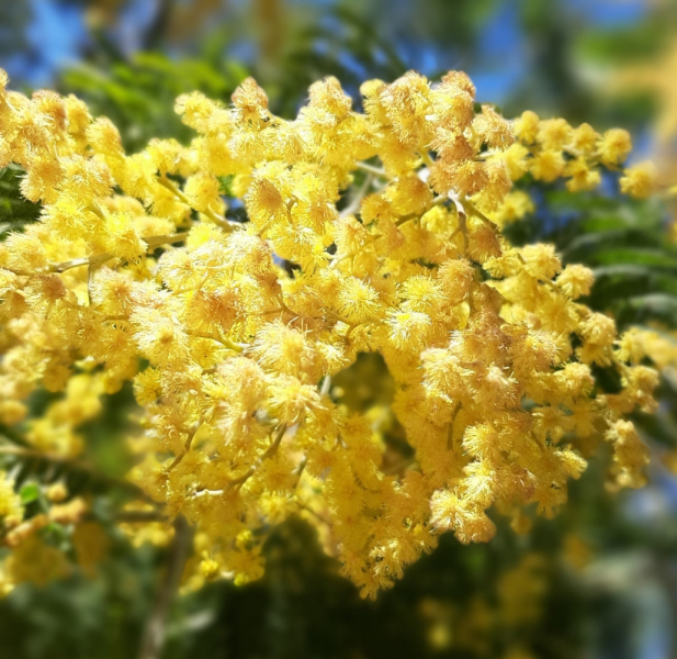 Кошки в нашей жизни. Кошки и все, что с ними связано.