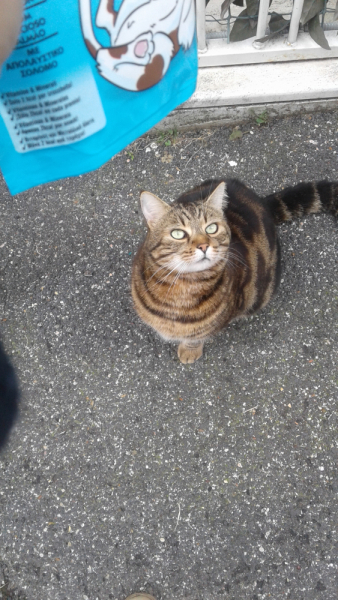 La mia vita. Римские записки, дневник онлайн