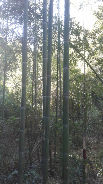 La mia vita. Римские записки, дневник онлайн