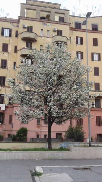 La mia vita. Римские записки, дневник онлайн