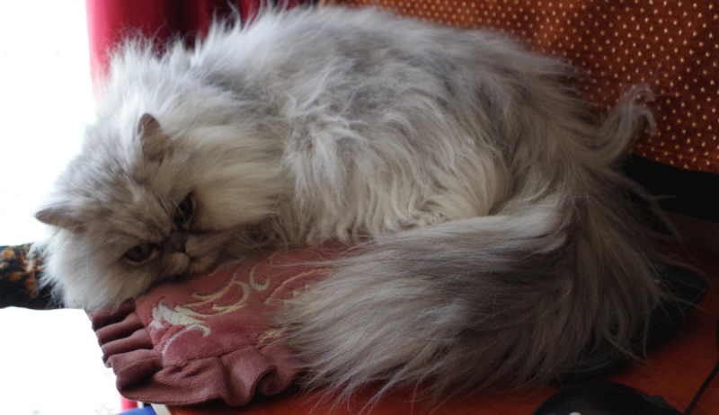 Кошки в нашей жизни. Кошки и все, что с ними связано.