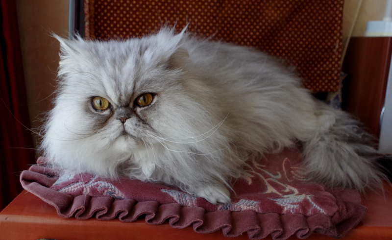 Кошки в нашей жизни. Кошки и все, что с ними связано.