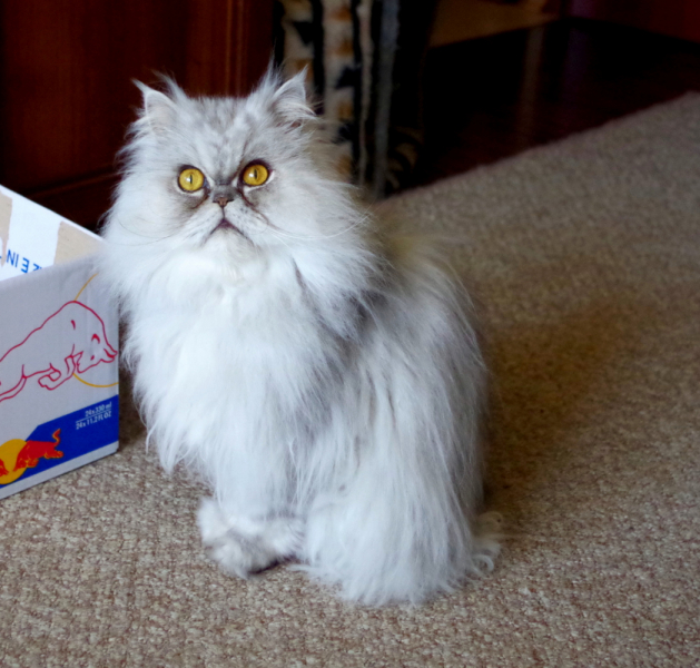 Кошки в нашей жизни. Кошки и все, что с ними связано.