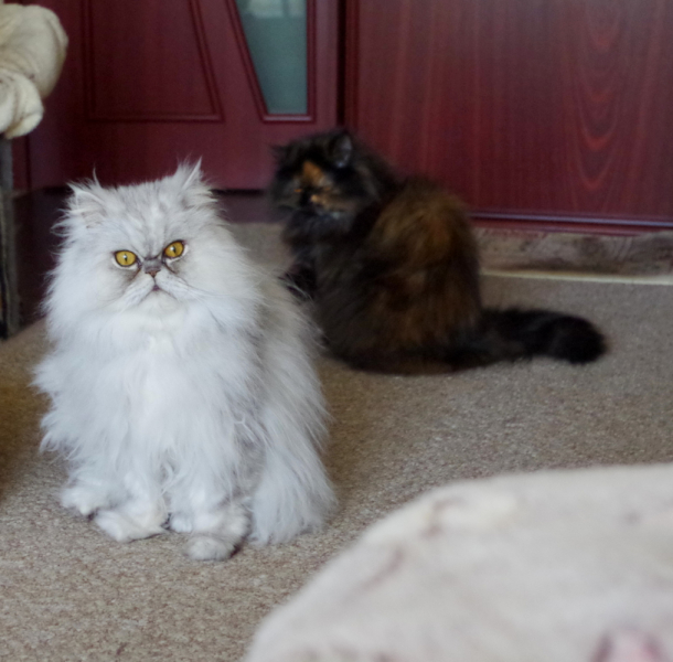 Кошки в нашей жизни. Кошки и все, что с ними связано.