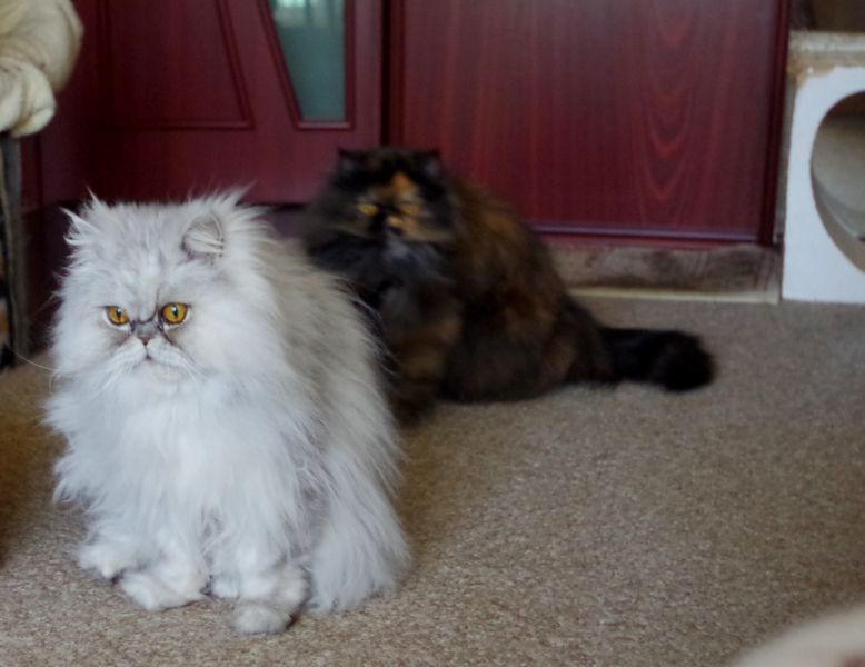 Кошки в нашей жизни. Кошки и все, что с ними связано.