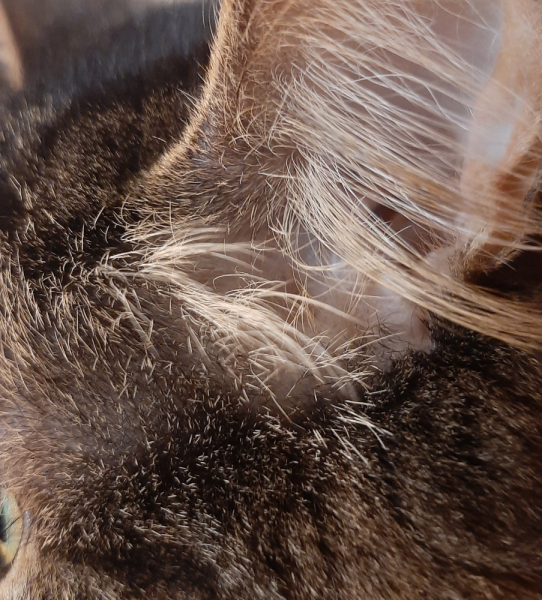 Кошки в нашей жизни. Кошки и все, что с ними связано.