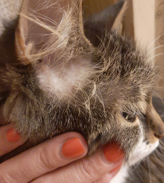 Кошки в нашей жизни. Кошки и все, что с ними связано.