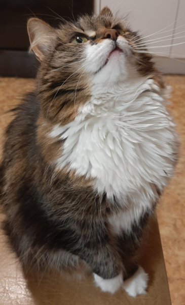 Кошки в нашей жизни. Кошки и все, что с ними связано.