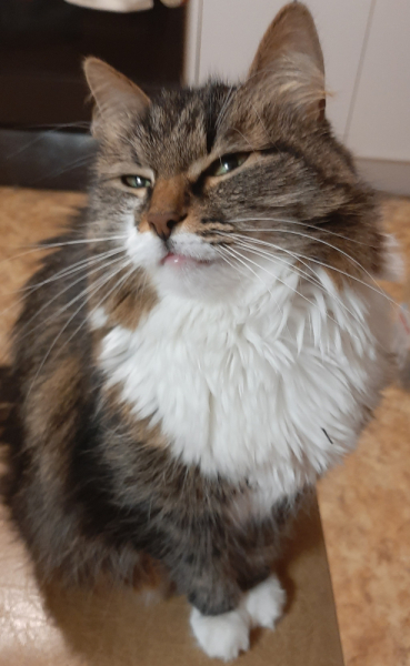 Кошки в нашей жизни. Кошки и все, что с ними связано.