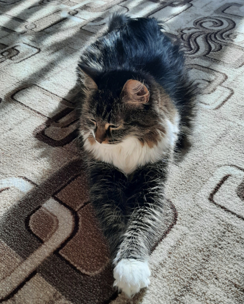 Кошки в нашей жизни. Кошки и все, что с ними связано.