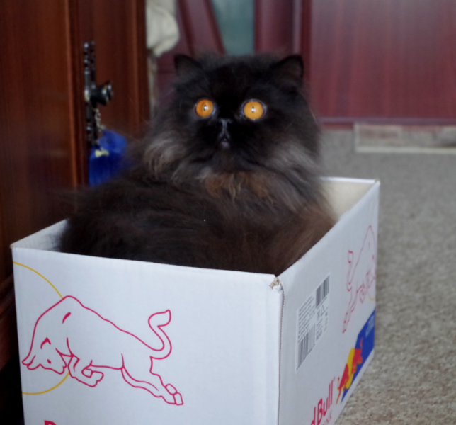 Кошки в нашей жизни. Кошки и все, что с ними связано.