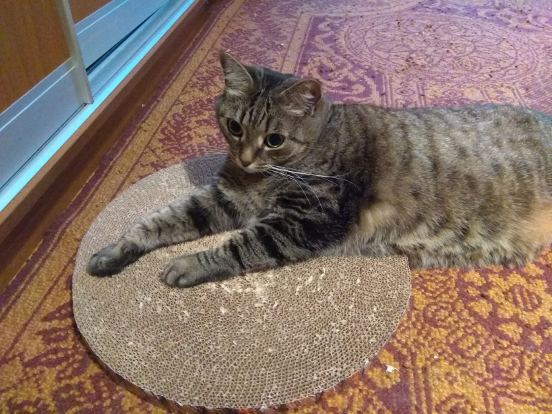 Кошки в нашей жизни. Кошки и все, что с ними связано.