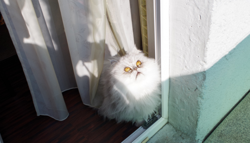 Кошки в нашей жизни. Кошки и все, что с ними связано.