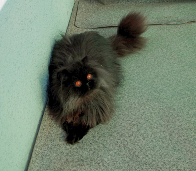 Кошки в нашей жизни. Кошки и все, что с ними связано.