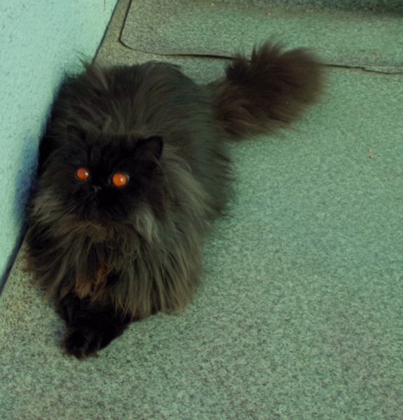 Кошки в нашей жизни. Кошки и все, что с ними связано.