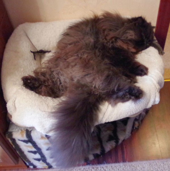 Кошки в нашей жизни. Кошки и все, что с ними связано.