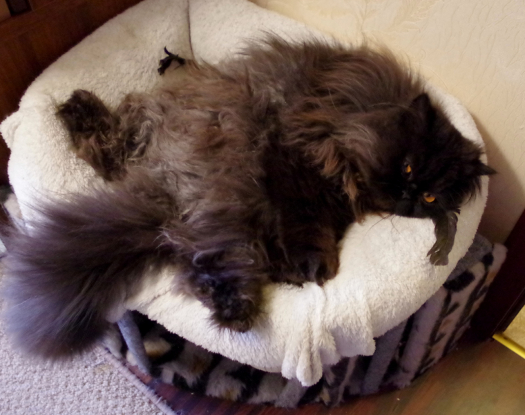 Кошки в нашей жизни. Кошки и все, что с ними связано.