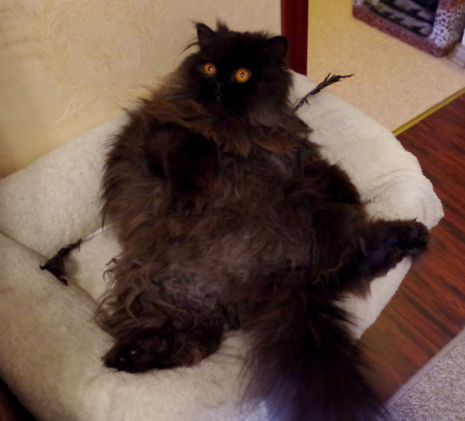 Кошки в нашей жизни. Кошки и все, что с ними связано.