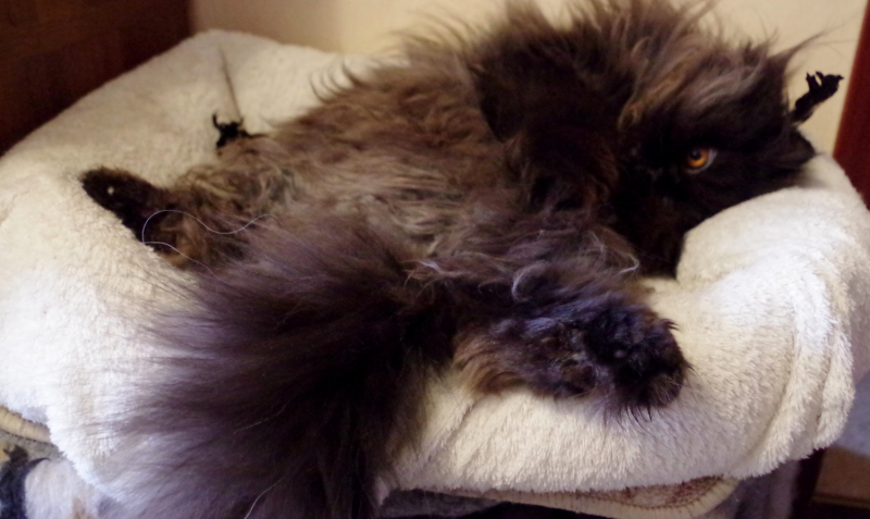 Кошки в нашей жизни. Кошки и все, что с ними связано.