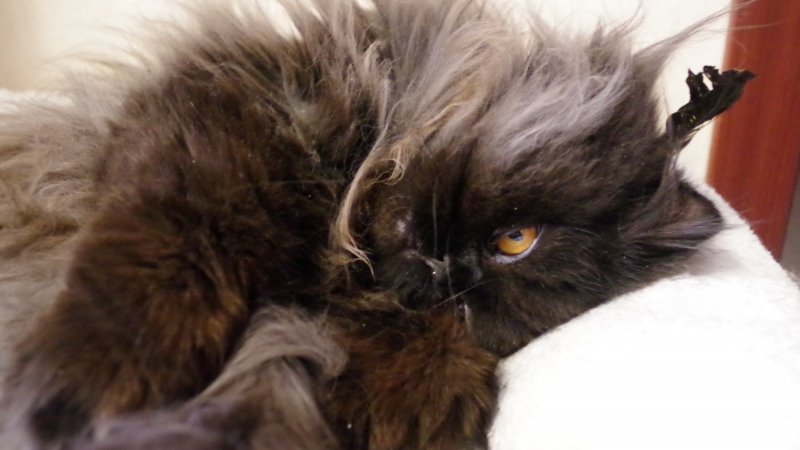 Кошки в нашей жизни. Кошки и все, что с ними связано.