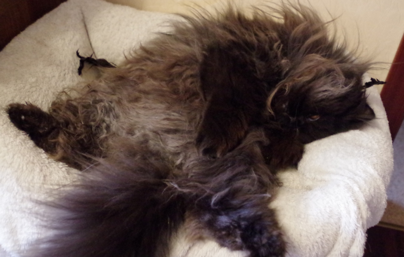 Кошки в нашей жизни. Кошки и все, что с ними связано.