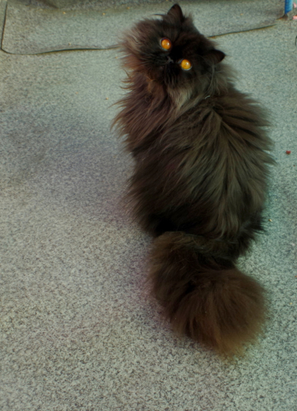 Кошки в нашей жизни. Кошки и все, что с ними связано.