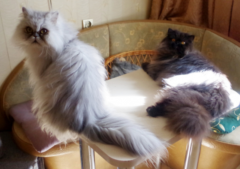 Кошки в нашей жизни. Кошки и все, что с ними связано.