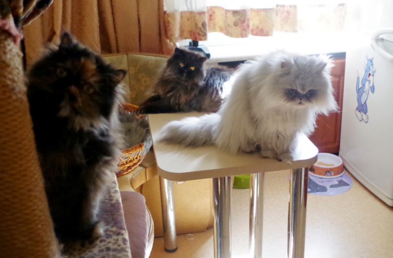 Кошки в нашей жизни. Кошки и все, что с ними связано.