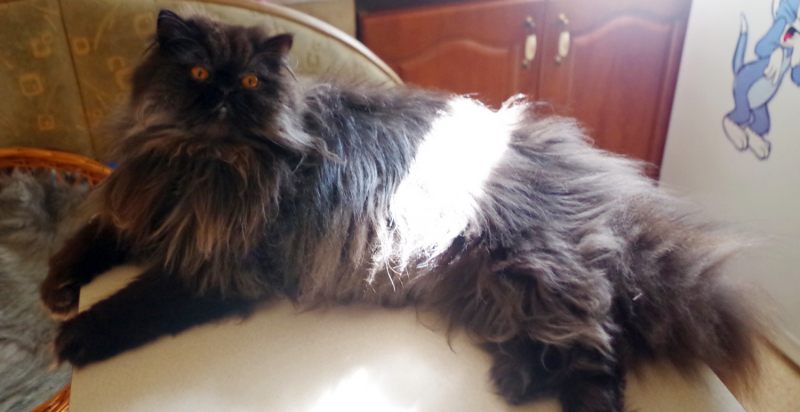 Кошки в нашей жизни. Кошки и все, что с ними связано.