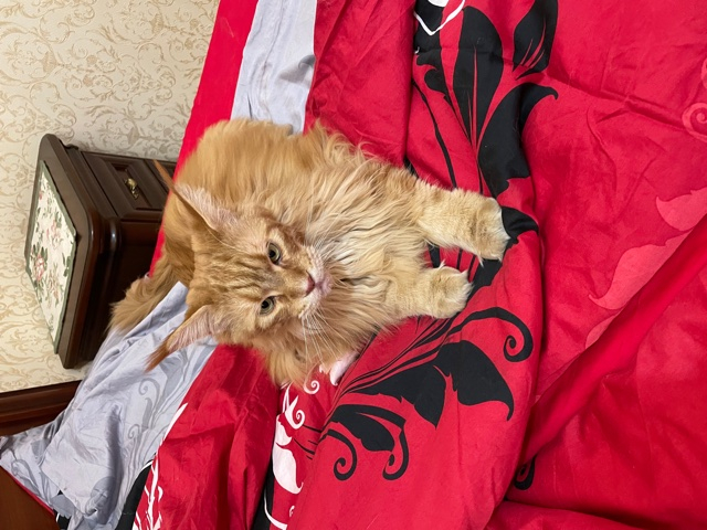 Кошки в нашей жизни. Кошки и все, что с ними связано.