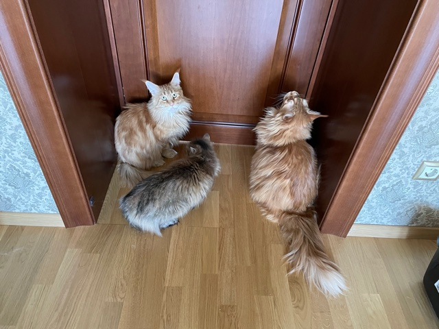 Кошки в нашей жизни. Кошки и все, что с ними связано.