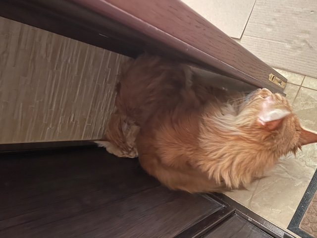 Кошки в нашей жизни. Кошки и все, что с ними связано.