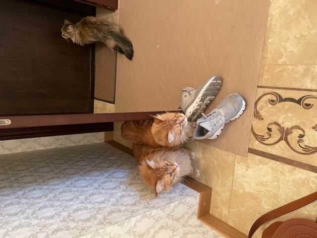 Кошки в нашей жизни. Кошки и все, что с ними связано.