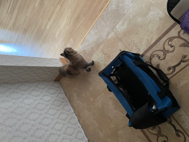 Кошки в нашей жизни. Кошки и все, что с ними связано.