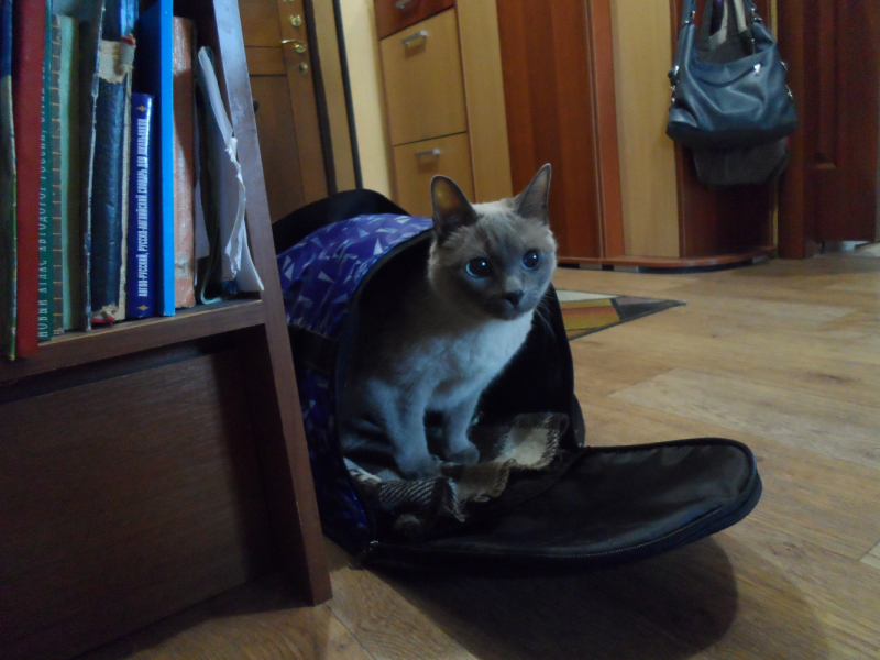 Кошки в нашей жизни. Кошки и все, что с ними связано.