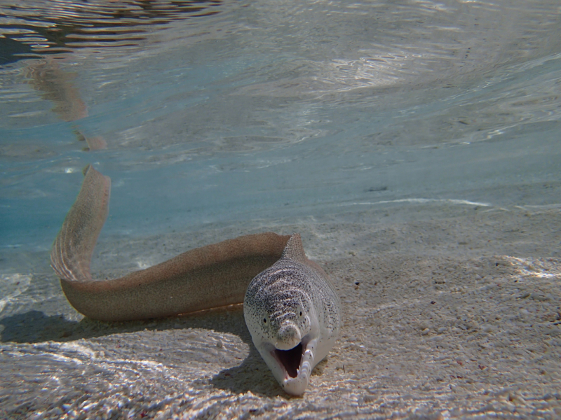 Eriyadu Island resort 2020-2021